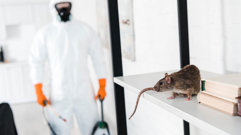 seo-benefits-pest-control